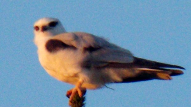 The black-shouldered kite's striking red eyes are perfect for detecting small animals.