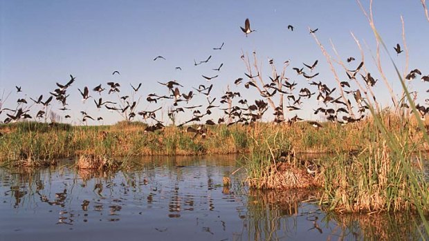 At risk: Protected wetlands from the Macquarie River to Orange lie in the way of a proposed pipeline.