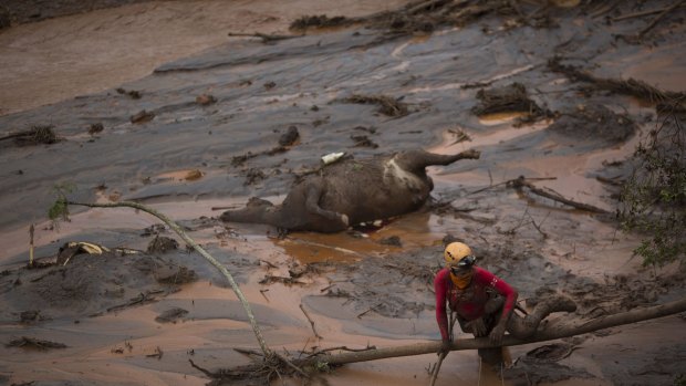 A rescue worker searches for victims at the site of the dam disaster in Brazil in November last year.