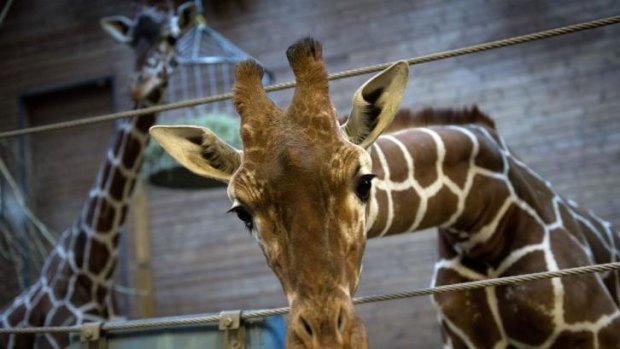 Killed last week: Marius the giraffe, at Copenhagen Zoo.