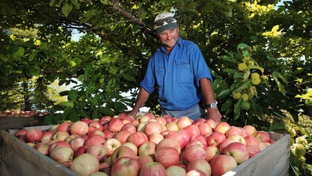 Apple Farmers attempt to protect their industry from New Zealand imports.
