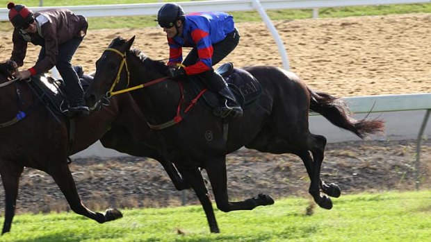 "We knew he wasn't going to be be able to go to Warwick Farm, so he had a good hit-out on the course proper" ... Gai Waterhouse on Pierro, pictured.