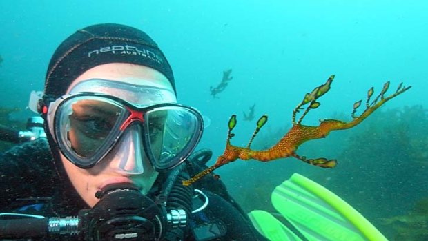 Dive, dive, dive... friendly encounters in the waters off Shellharbour.