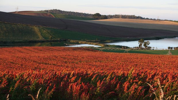 A quinoa crop in Sheffield, Tasmania