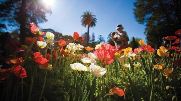 Toowomba's annual Carnival of Flowers is a sight for sore eyes.