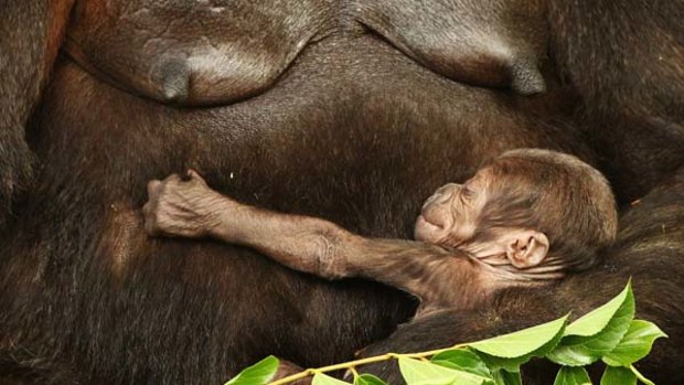 Kipenzi lies in the arms of her mother Kriba at Taronga Zoo. The critically endangered western lowland gorilla was born to  Kriba  and father  Kibabu  on January 15.
