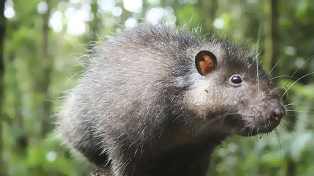 The Bosavi Woolly Rat had no fear of humans when it was discovered.