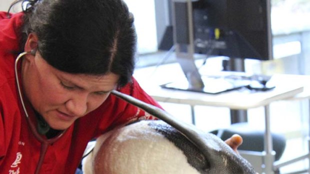 Veterinary surgeon   Lisa Argilla examines an emperor penguin, nicknamed Happy Feet, at Wellington Zoo.