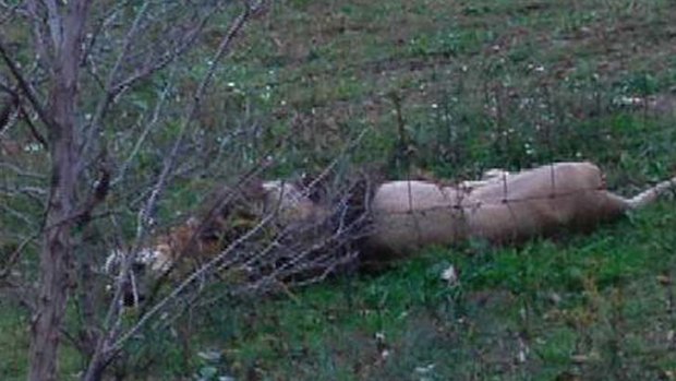 Shot dead ... this lion was killed before it could escape.