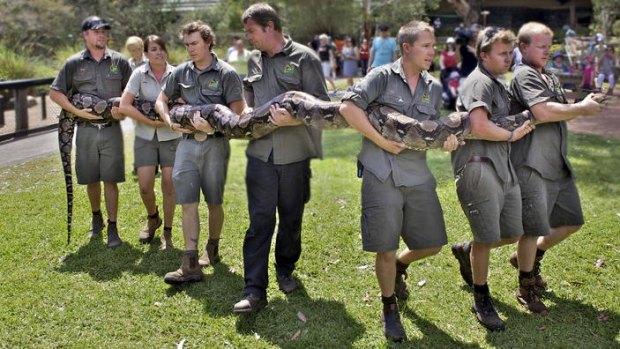 Reticulated python Atomic Betty tipped the scales at 137 kilograms during her annual weigh-in.
