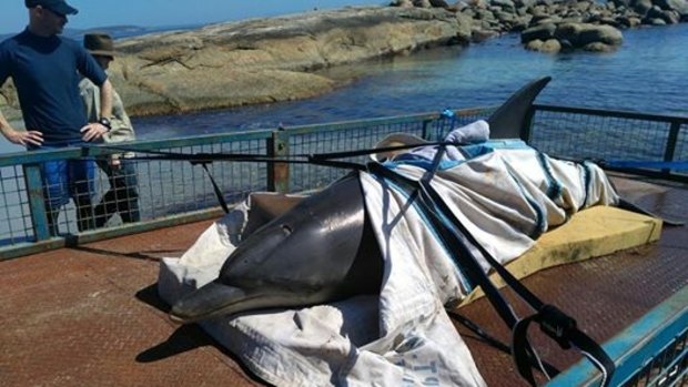 DPaW had also rescued this unlucky dolphin in Albany on Sunday morning. 