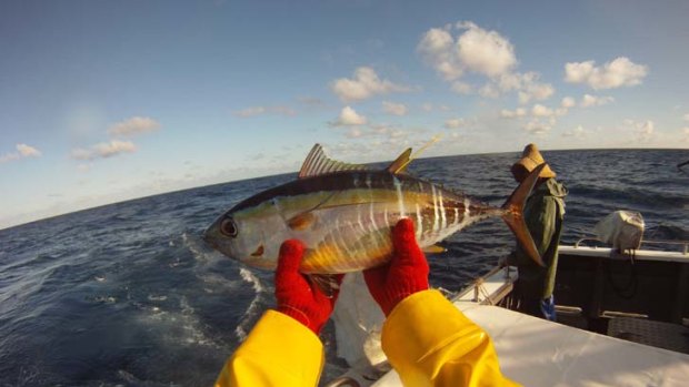 Life cycle clue ... juvenile bigeye tuna are tagged and released from the stern of a tagging vessel.