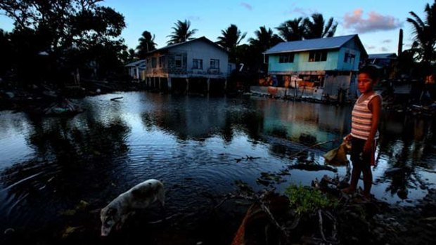 Vulnerable ... a boy and a piglet that had escaped on the Tuvaluan island of Funafuti, where residents say rising sea water threatens food production.