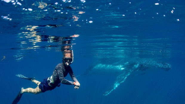 Otherworldly: Swimming with whales at Ningaloo Reef.