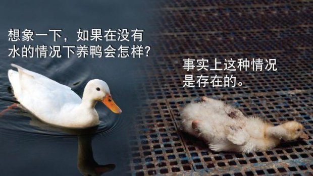 The Animal Liberation campaign is targeting Chinese diners.