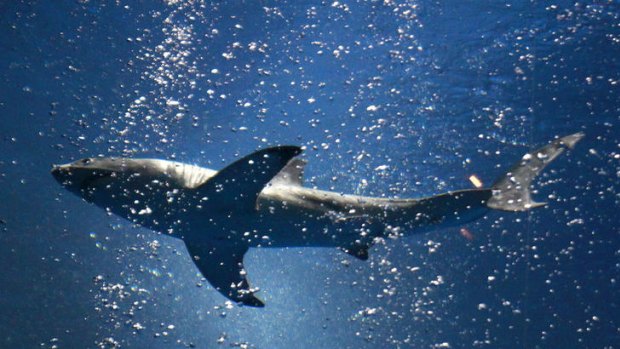 A great white shark up to 4.5 metres is reportedly responsible for the deadly attack.