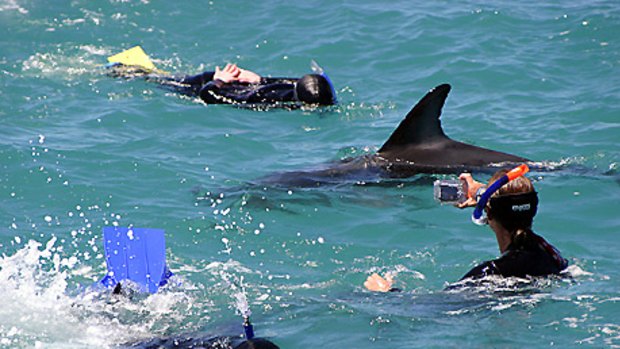 Dolphin Encounter Kaikoura, New Zealand.