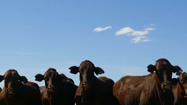 Rising popularity ... Australian beef cattle.