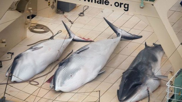  Three minke whales dead on deck the Japanese ship Nisshin Maru in the Southern Ocean on January 6, 2014.