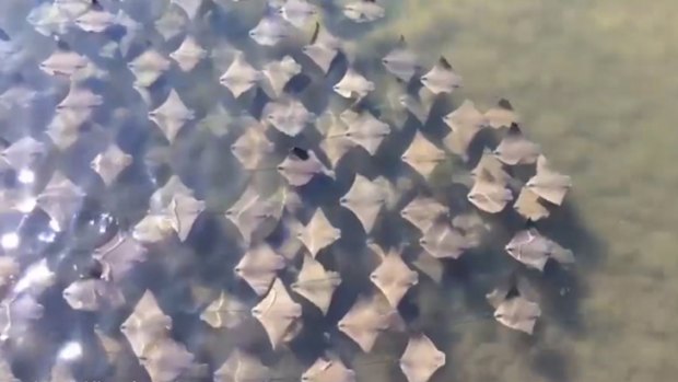 A fever of migrating stingrays in Florida captured on video. 