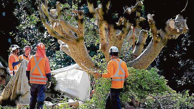 The big chop... workers remove trees at Wahroonga station.