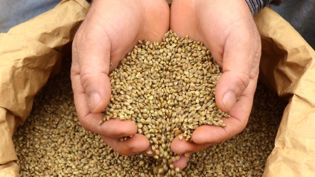 Nutritional stars ... dietitians seeking to overturn ban on hemp seeds.