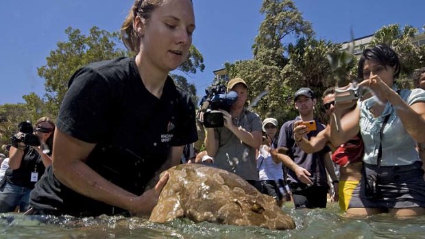 Kate Lee releases a captive-bred juvenile wobbegong shark into Cabbage Tree Bay Aquatic Reserve, Manly.