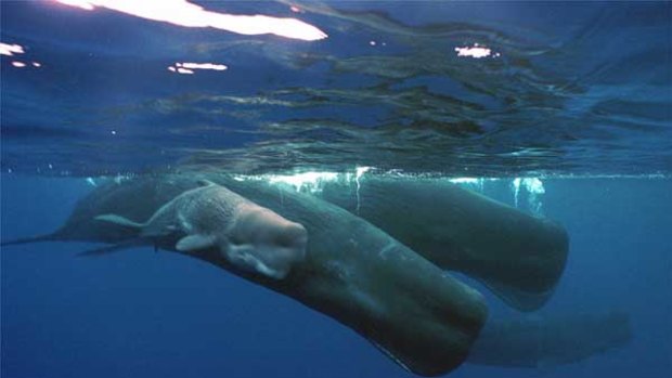 A mother sperm whale and her calf swim with a pod off Guam.