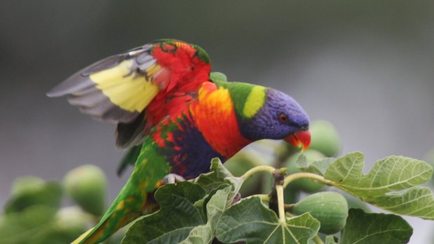 There are more rainbow lorikeets in South East Queensland animal hospitals than any other animal.