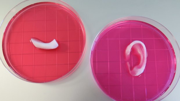 A 3D-printed jawbone and ear.