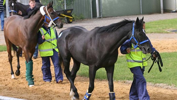 Raider: Mull Of Killough (left, behind Dandino) arrives from England at the Werribee Quarantine Centre for his tilt at the Cox Plate.