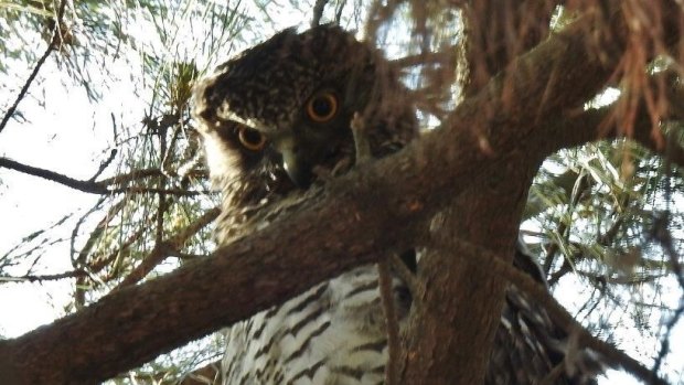 Latest picture (by John Bundock) of the scowling Powerful Owl of Turner.