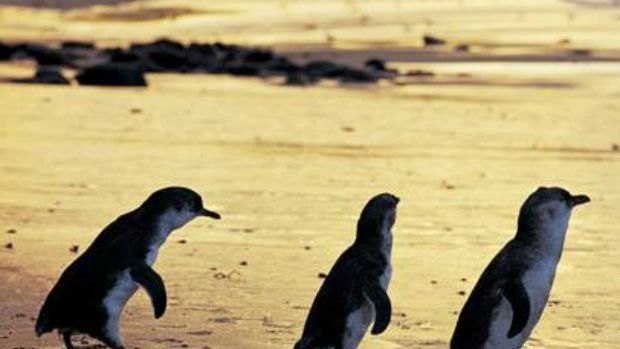 Penguins who call Phillip Island home are much healthier than their St Kilda cousins 