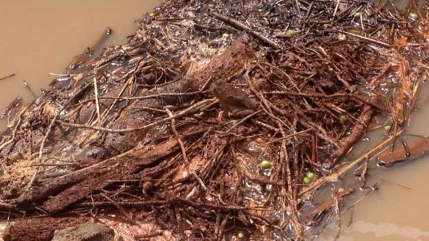 Spot the toad: a cane toad rafts its way further into WA.