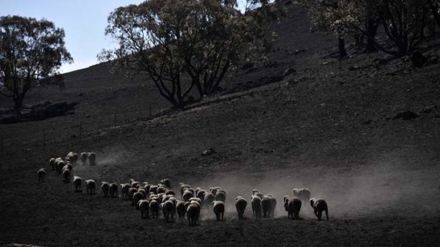 Livestock moving across a property at Jugiong after a bushfire swept through the area.