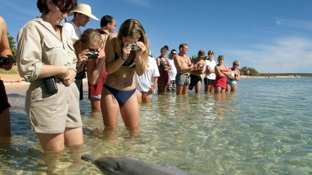 Tourists getting up-close with a dolphin at Monkey Mia in Shark Bay World Heritage Park, Western Australia.