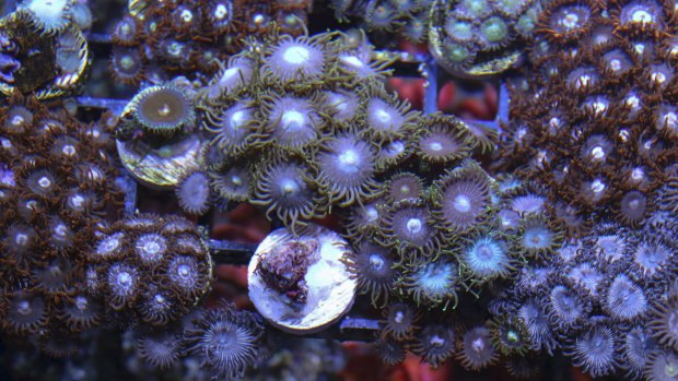 Coral colony of zoanthids. 