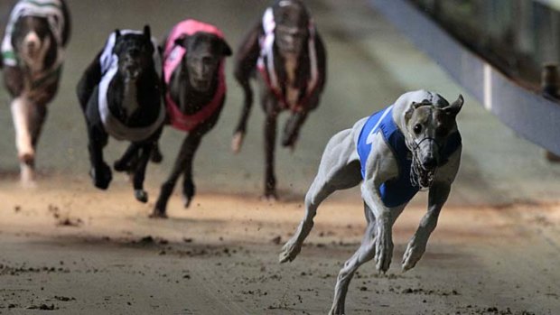 Dissent on dog racing inquiry: The committee investigating the greyhound racing industry is said to have removed any reference to the number of dogs killed each year.