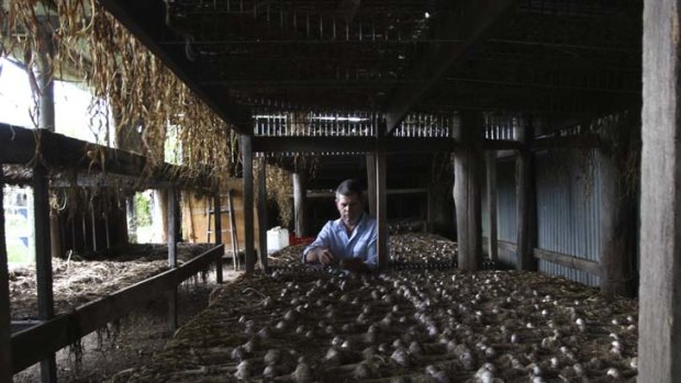 "I get people that actually peel it and it looks so good they eat it" ... Andrew Hearne, organic garlic farmer, in his drying shed on his farm near Wauchope.