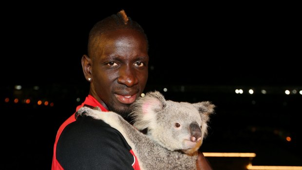 Liverpool FC player Mamadou Sakho cuddles an Australia Zoo koala at Gambaro Hotel, Caxton St. 
