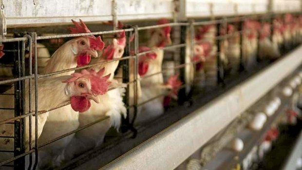 Court documents show the poultry producers' sheds were holding an average of 30,000 to 40,000 chickens, or almost 20 chickens per square metre.