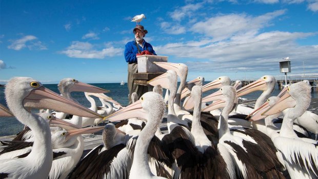 Only an idiot would miss pelican feeding on Kangaroo Island.