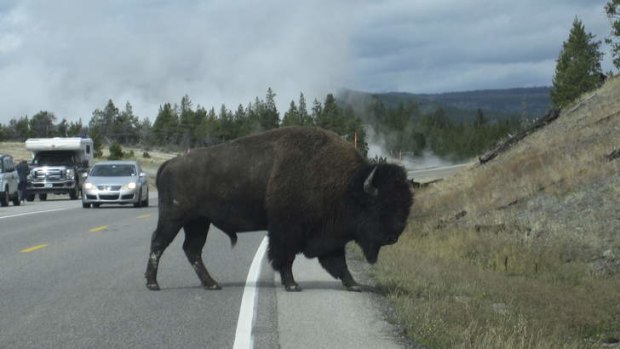 Why did the bison cross the road? No one told it that Yellowstone had been closed to tourists.