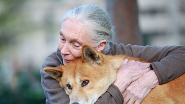 Jane Goodall meets a dingo at the Melbourne Museum in 2014.