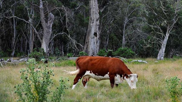 A cow grazes on the Dargo High Plains.