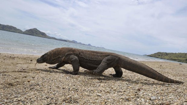 A Komodo dragon on Komodo island. The giant lizards can be over three metres long.