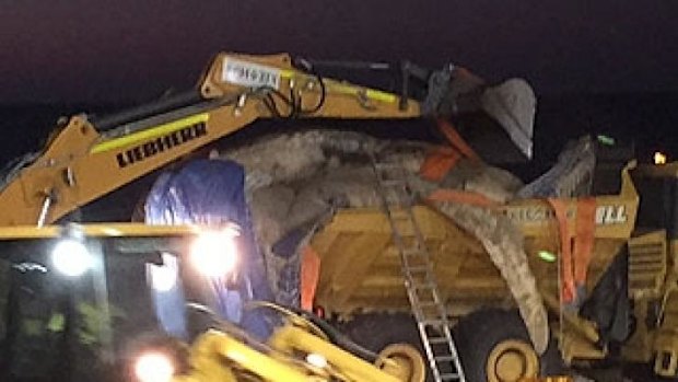 Whale carcass removal from Scarborough Beach 