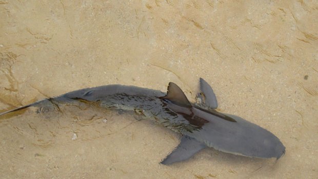 A shark believed to be a baby bronze whaler in the ocean bath at Avaloon beach today
