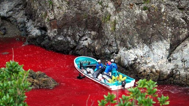 This file photo taken on October 6, 2003,  shows Japanese fishermen on a boat loaded with slaughtered dolphins at a blood-covered water cove in Taiji harbour.