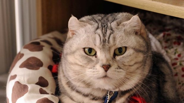 A cat waits to be claimed at the Green Animal Hospital  in the town of Miyako .